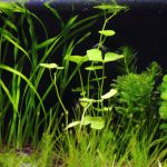 植栽から5日目　アマゾンチドメグサ